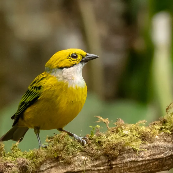 birds mindo silver throated tanager - Dana Tours Silver-throated Tanager, photographed by David Brito