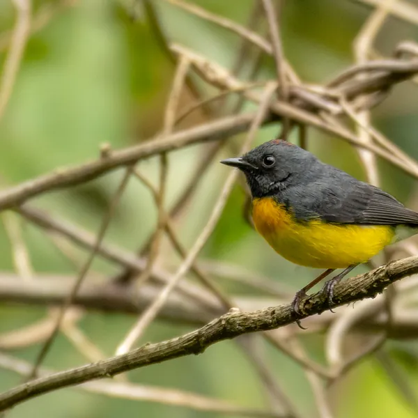 birds mindo slate throated redstart - Dana Tours Slate-throated Redstart, photographed by David Brito