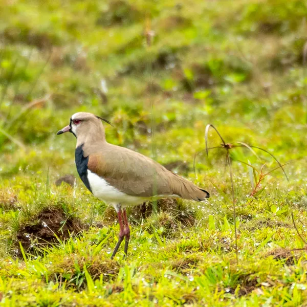 birds mindo southern lapwing - Dana Tours Southern Lapwing, photographed by David Brito