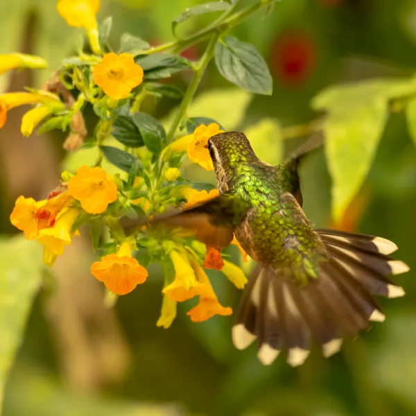 birds mindo speckled hummingbird - Dana Tours Speckled Hummingbird, photographed by David Brito