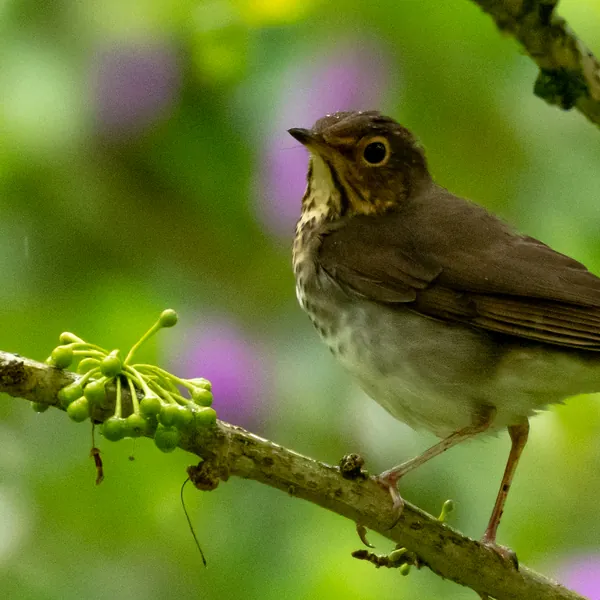birds mindo swainson s thrush - Dana Tours Swainson’s Thrush, photographed by David Brito