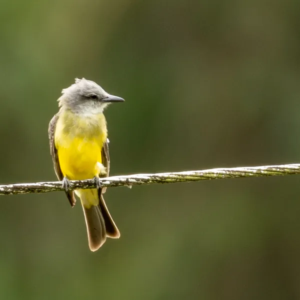 birds mindo tropical kingbird - Dana Tours Tropical Kingbird, photographed by David Brito