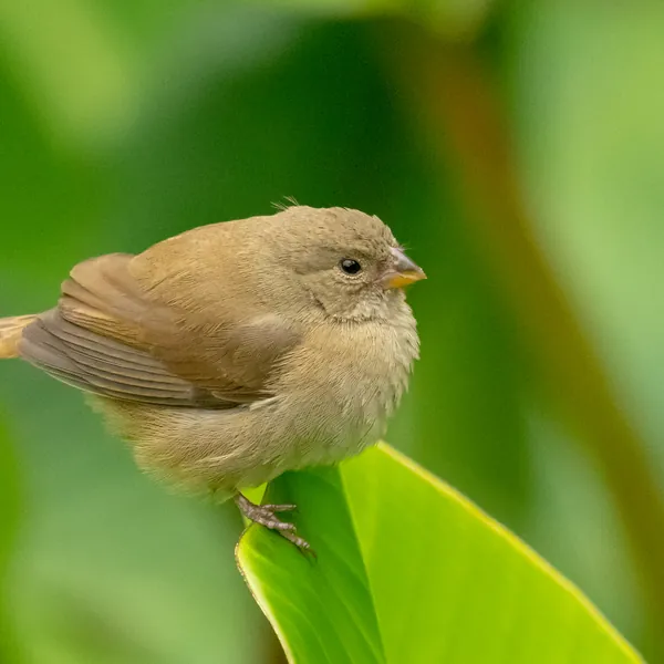 birds mindo variable seedeater female - Dana Tours Variable Seedeater (female), photographed by David Brito