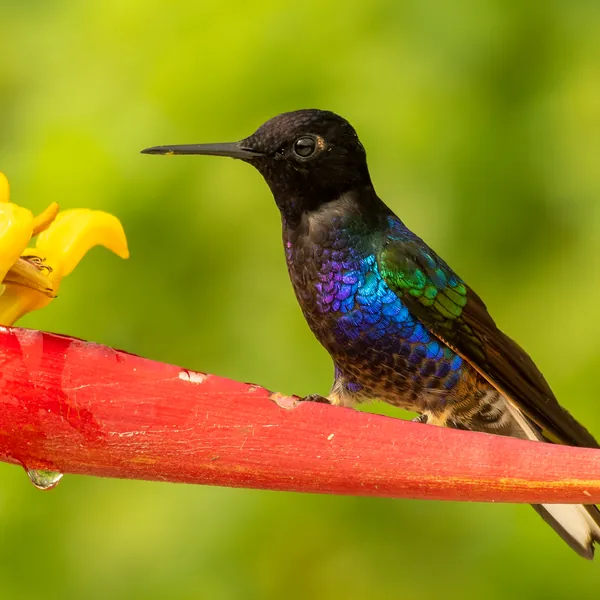 birds mindo velvet purple coronet - Dana Tours Velvet-purple Coronet, photographed by David Brito