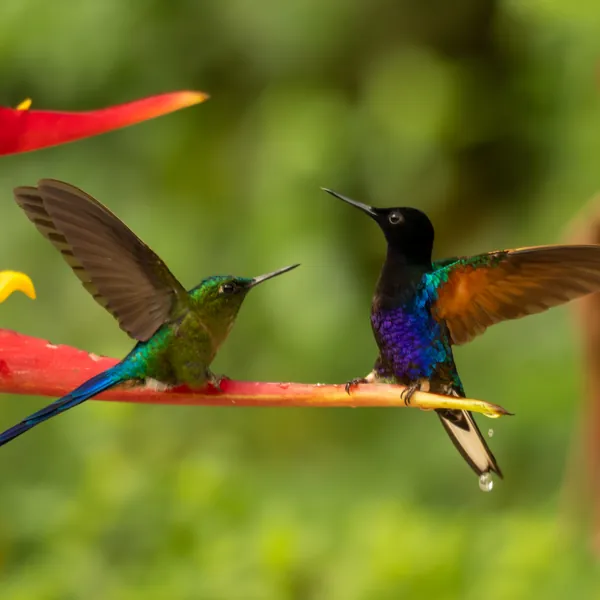 birds mindo violet tailed sylph and velvet purple coronet - Dana Tours Violet-tailed Sylph and Velvet-purple Coronet, photographed by David Brito