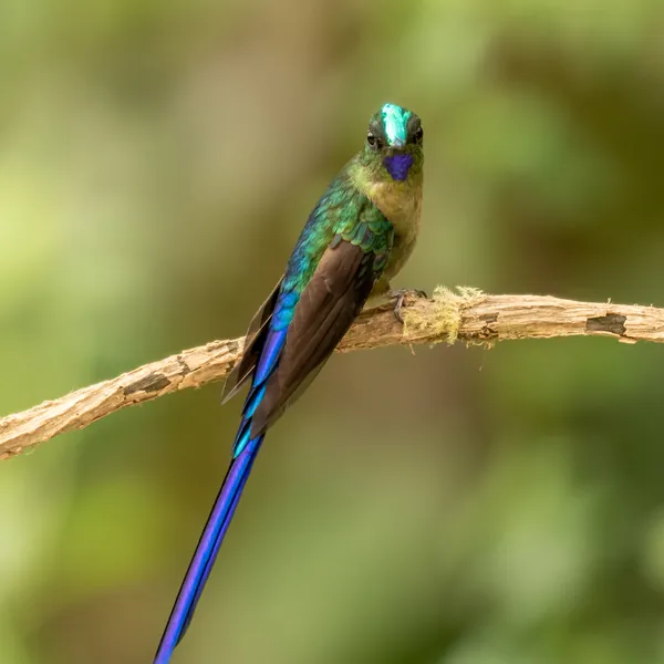 birds mindo violet tailed sylph - Dana Tours Violet-tailed Sylph, photographed by David Brito