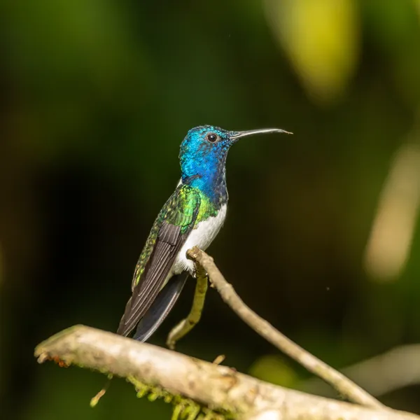 birds mindo white necked jacobin - Dana Tours White-necked Jacobin, photographed by David Brito