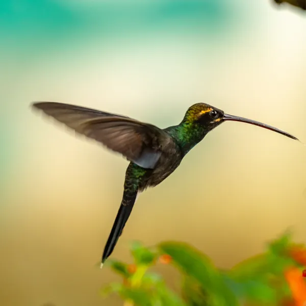 birds mindo white whiskered hermit - Dana Tours White-whiskered Hermit, photographed by David Brito