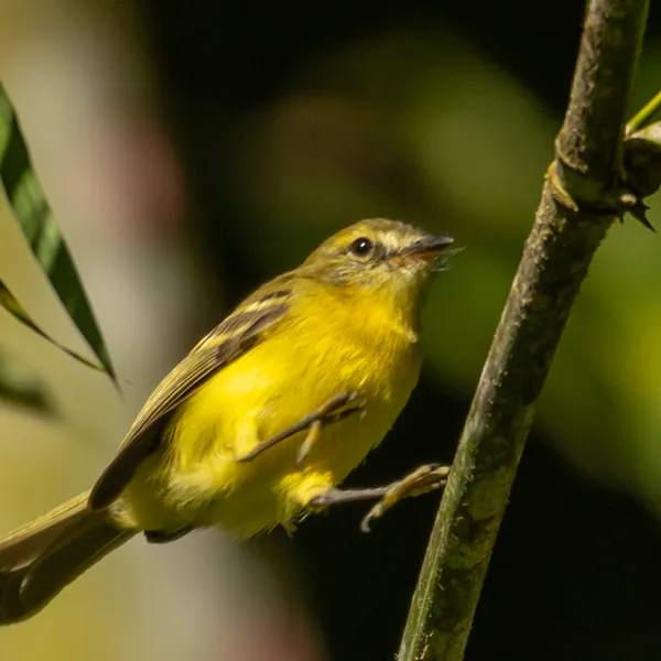 birds mindo yellow tyrannulet - Dana Tours Yellow Tyrannulet, photographed by David Brito