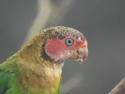 dia amagusa rose faced parrot 480 - Dana Tours A Rose-faced Parrot photographed at the Amagusa Reserve