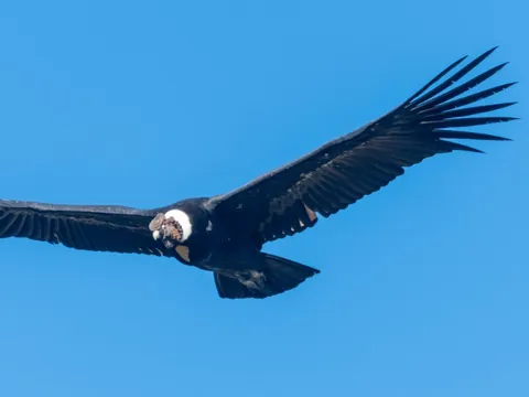dia antisana andean condor 480 - Dana Tours An Andean Condor soaring against a blue sky