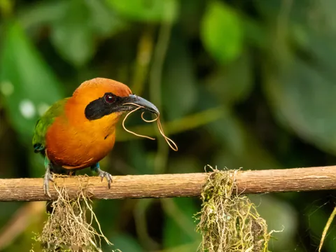 dia sachatamia rufous motmot 480 - Dana Tours A Rufous Motmot on a branch