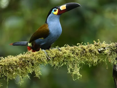 dia santa rosa plate billed mountain toucan 480 - Dana Tours A Plate-billed Mountain-Toucan on a mossy branch