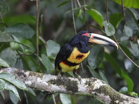 dia silanche collared aracari 480 - Dana Tours A Collared Aracari photographed at Silanche