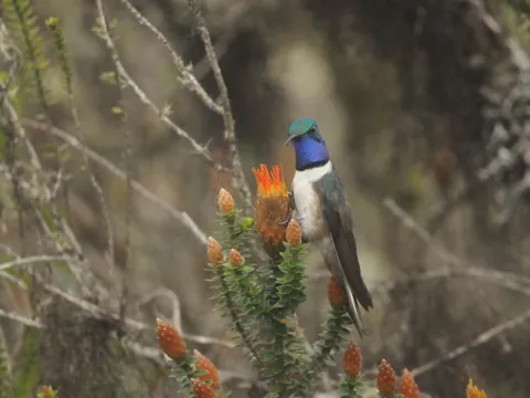 dia sur blue throated hillstar 480 - Dana Tours A Blue-throated Hillstar, the hummingbird discovered on Cerro de Arcos in 2017