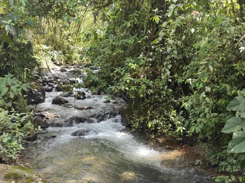 dia sur buenaventura 480 - Dana Tours A stream through the cloud forest of the Buenaventura Reserve