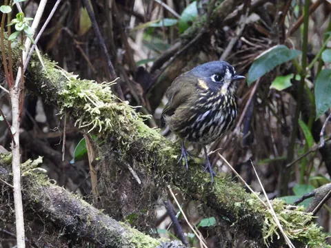 dia sur crescent faced antpitta 480 - Dana Tours A Crescent-faced Antpitta on a mossy branch