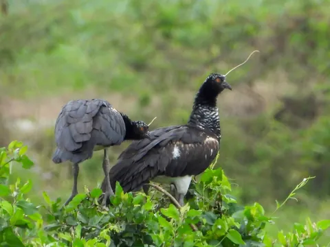 dia sur horned screamer 480 - Dana Tours Two Horned Screamers in a wetland