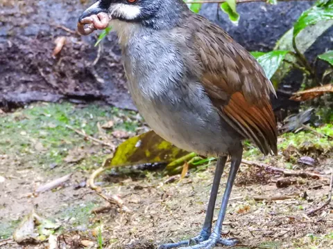 dia sur jocotoco antpitta 480 - Dana Tours A Jocotoco Antpitta, the bird discovered at Tapichalaca in 1997
