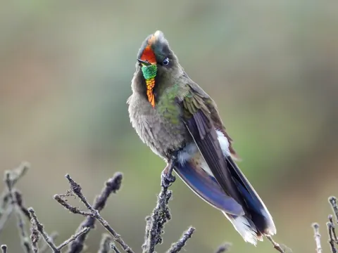 dia sur rainbow bearded thornbill 480 - Dana Tours A Rainbow-bearded Thornbill on a bare twig
