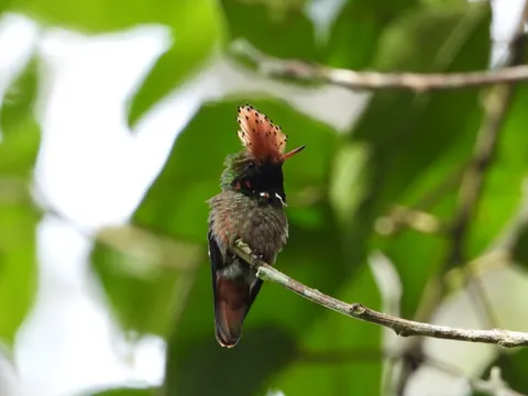 dia sur spangled coquette 480 - Dana Tours A Spangled Coquette, a tiny hummingbird with an orange crest