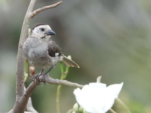 dia sur white headed brushfinch 480 - Dana Tours A White-headed Brushfinch beside a white flower