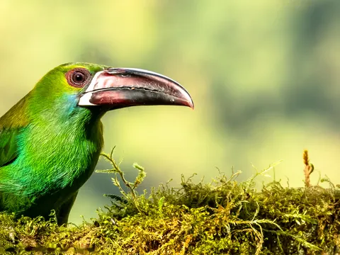 dia tumpiki crimson rumped toucanet 480 - Dana Tours A Crimson-rumped Toucanet