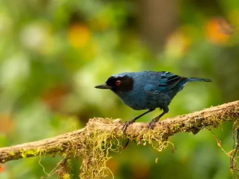 dia wayra masked flowerpiercer 480 - Dana Tours A Masked Flowerpiercer on a branch
