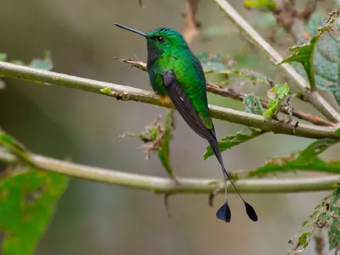 dia wildsumaco racket tail 480 - Dana Tours A Booted Racket-tail perched on a twig