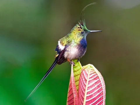 dia wildsumaco wire crested thorntail 480 - Dana Tours A male Wire-crested Thorntail on a leaf