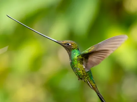 dia zuro loma sword billed hummingbird 480 - Dana Tours A Sword-billed Hummingbird hovering, the bird with a bill longer than its body