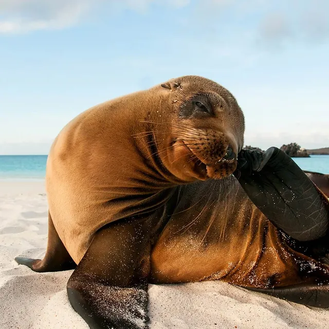 A Galápagos sea lion on a white-sand beach (photo: Finch Bay Galápagos Hotel)