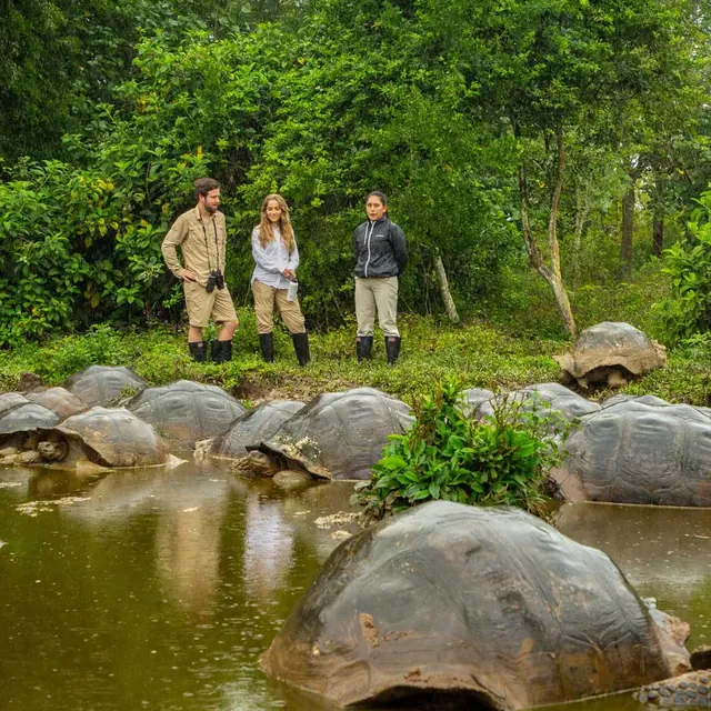 Giant tortoises in the highlands of Santa Cruz (photo: Finch Bay Galápagos Hotel)