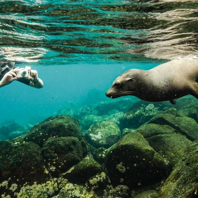 Snorkeling with a sea lion at Bartolomé (photo: Finch Bay Galápagos Hotel)