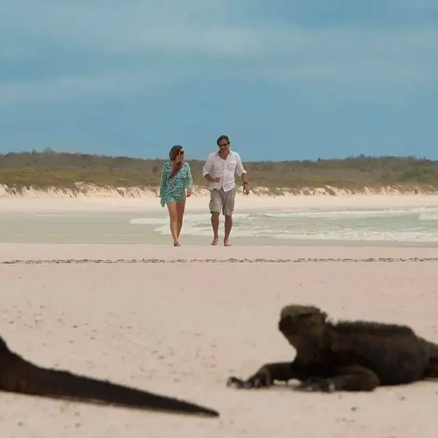 Marine iguanas on Tortuga Bay beach (photo: Finch Bay Galápagos Hotel)