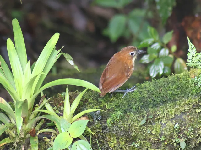 An antpitta on a mossy log on the cloud forest floor