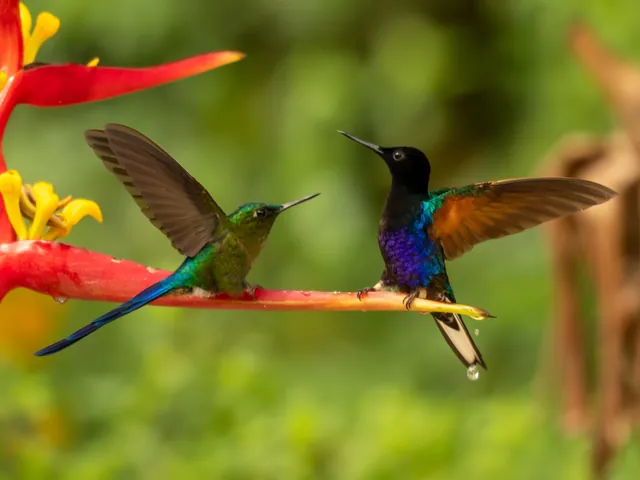 foto 5 dias sylph coronet 640 - Dana Tours Two hummingbirds of the Chocó at a feeder