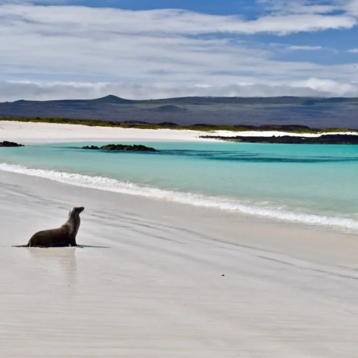 Galápagos sea lion resting on a white-sand beach