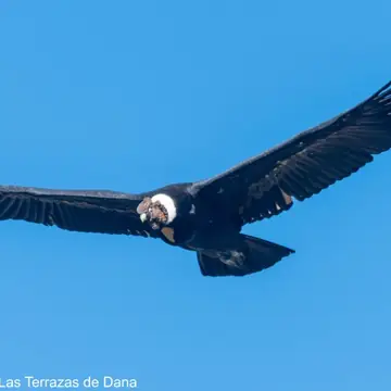 group 2027 andean condor - Dana Tours Andean Condor, photographed by David Brito