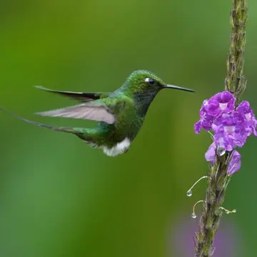 group 2027 booted racket tail - Dana Tours Booted Racket-tail, photographed by David Brito