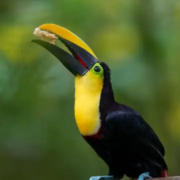 group 2027 choco toucan - Dana Tours Chocó Toucan, photographed by David Brito