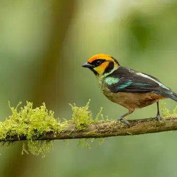 group 2027 flame faced tanager - Dana Tours Flame-faced Tanager, photographed by David Brito