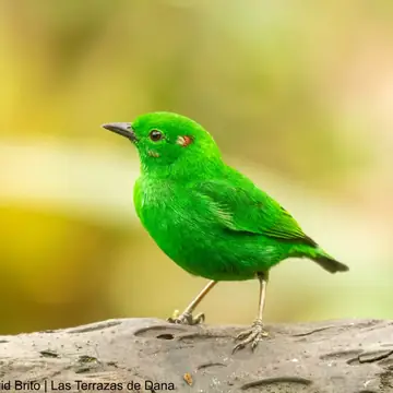 group 2027 glistening green tanager - Dana Tours Glistening-green Tanager, photographed by David Brito