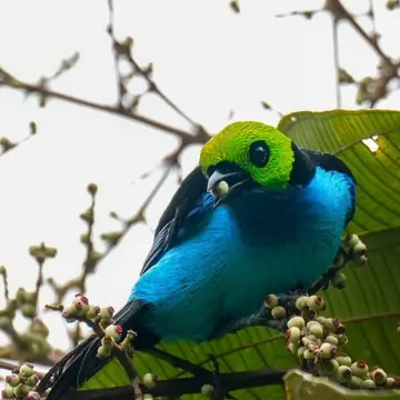group 2027 paradise tanager - Dana Tours Paradise Tanager, photographed by David Brito