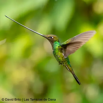 group 2027 sword billed hummingbird - Dana Tours Sword-billed Hummingbird, photographed by David Brito