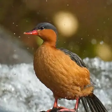 group 2027 torrent duck - Dana Tours Torrent Duck, photographed by David Brito