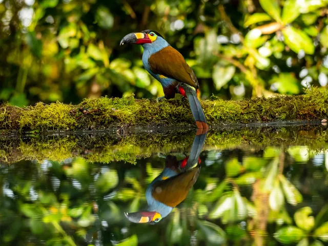 grupo 2027 plate billed mountain toucan 640 - Dana Tours A Plate-billed Mountain-Toucan reflected in a forest pool