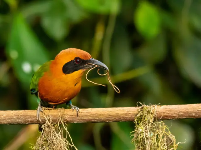 Rufous Motmot perched in Mindo Cloud Forest