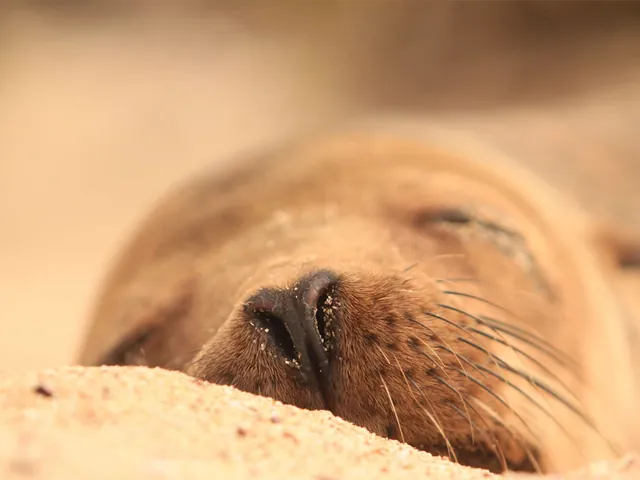 home galapagos sea lion 640 - Dana Tours A Galápagos sea lion asleep on the sand