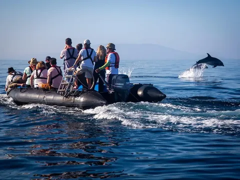 home panga dolphins 480 - Dana Tours Guests on a panga ride with a dolphin jumping beside them in the Galápagos